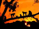 Baboons.jpg (67697 bytes)