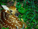 Babydeer.jpg (117392 bytes)