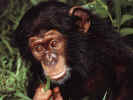 Babymonkey.jpg (82606 bytes)