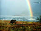 Bear4.jpg (56080 bytes)
