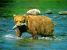 Bear.jpg (103790 bytes)