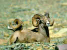 Bighorn02.jpg (79262 bytes)