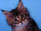 Cat3.jpg (57833 bytes)