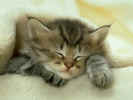 CatSleep.jpg (100233 bytes)