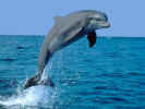 Dolphin.jpg (61567 bytes)