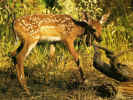 Fawn.jpg (94123 bytes)