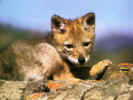 Fox3.jpg (52146 bytes)