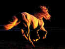 Gallop.jpg (54078 bytes)