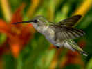 Humbird.jpg (61543 bytes)