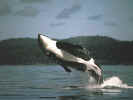 Killerwhale.jpg (86869 bytes)