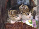 Kittens.jpg (86016 bytes)
