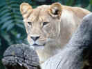 Lion2.jpg (75247 bytes)