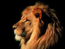 Lionmale.jpg (102027 bytes)