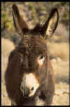 burro.jpg (31347 bytes)