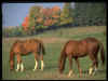 caballo2.jpg (23745 bytes)