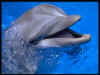 delfin.jpg (31514 bytes)