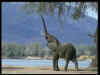 elefante.jpg (22932 bytes)