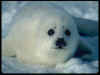 foca2.jpg (32123 bytes)