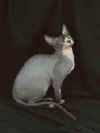 gato2.jpg (19408 bytes)