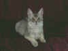 gato3.jpg (18960 bytes)