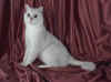 gato4.jpg (25746 bytes)