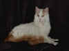 gato.jpg (18351 bytes)