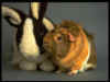 hamster.jpg (25353 bytes)