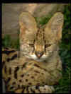 lince.jpg (31005 bytes)