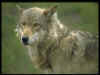 lobo.jpg (18314 bytes)