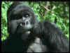 orangutn.jpg (40572 bytes)