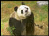 panda.jpg (27718 bytes)