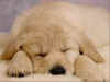perro12.jpg (23559 bytes)