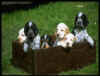 perro2.jpg (30488 bytes)