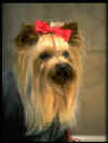 perro7.jpg (25666 bytes)
