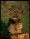 perro.jpg (23888 bytes)