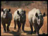 rino.jpg (29555 bytes)