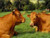 vaca.jpg (35893 bytes)