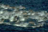 314076.jpg (61423 bytes)