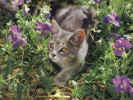 Prettykitty.jpg (108117 bytes)