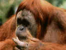 Orangutan.jpg (102682 bytes)