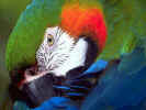 Parrotpurm.jpg (65770 bytes)