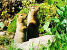 Prairiedog.jpg (85043 bytes)
