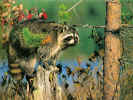 Raccoon1.jpg (146848 bytes)