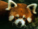 Redpanda.jpg (101038 bytes)