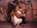 Squirrel.jpg (66120 bytes)