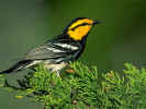bird800600.jpg (118196 bytes)