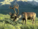 caribou800600.jpg (193421 bytes)