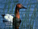duck800600.jpg (121190 bytes)