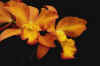22.jpg (32893 bytes)