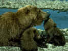oso.jpg (115507 bytes)